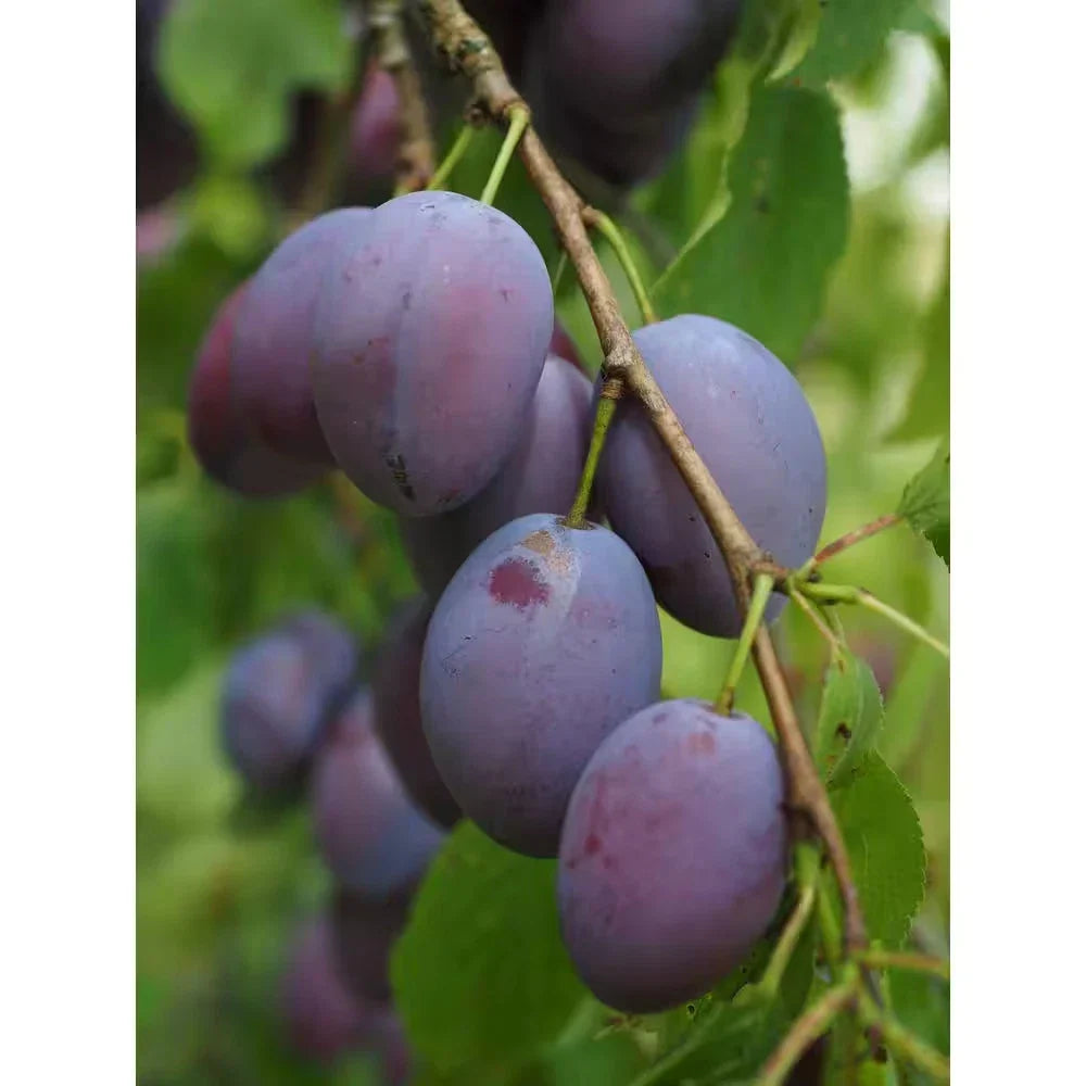 Dwarf Italian Plum Tree Bare Root - Prunus domestica - Sweet Purple Fruit for Small Spaces, Easy to Grow, Free Shipping