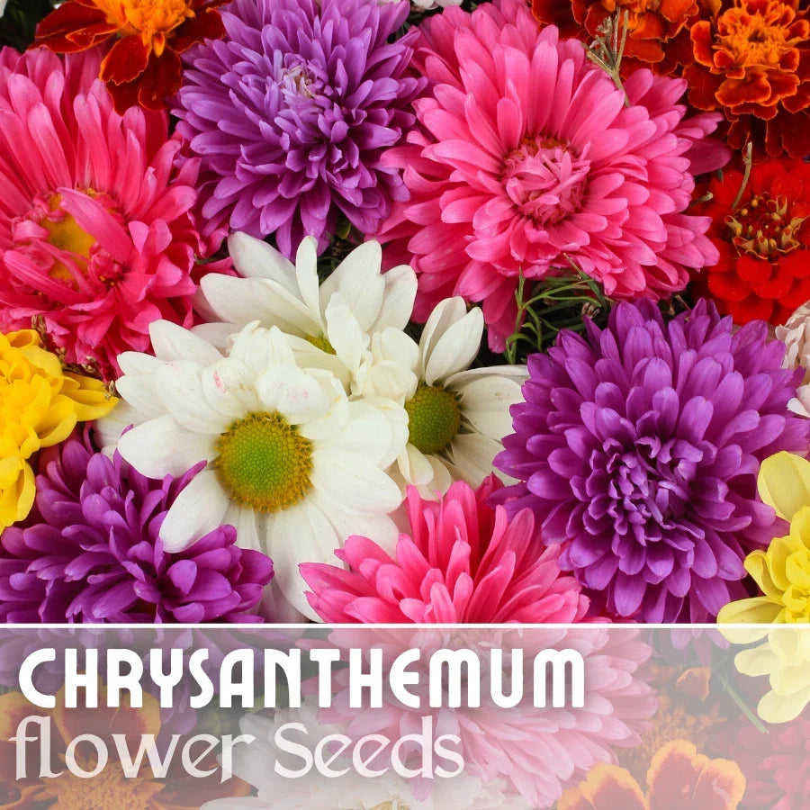 Chrysanthemum Seeds Bountiful Mix 200+ Seeds Annual Flower Seeds (Chrysanthemum morifolium) for Vibrant Garden Planting
