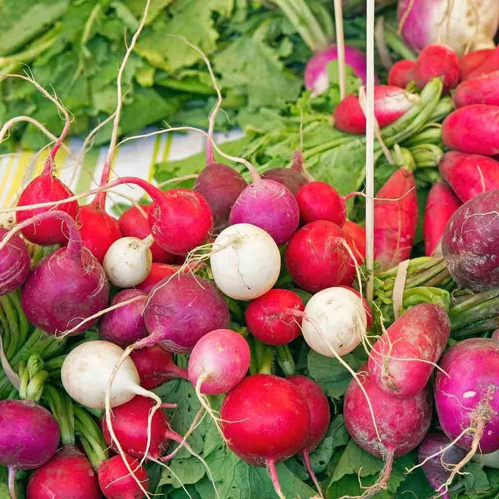 Radish Seeds 200 Count - Easter Egg Blend Non-GMO Raphanus sativus - Colorful Vegetable Garden Seeds for Home Growing