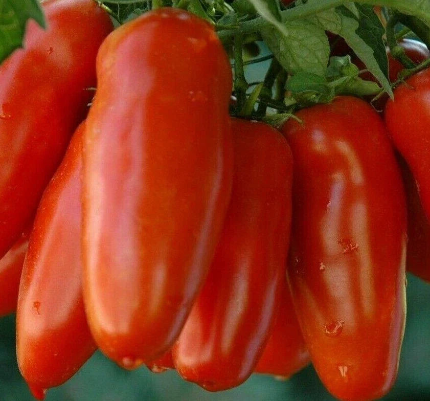 San Marzano Tomato Seeds - 100+ Count - Heirloom Variety - Solanum lycopersicum - Ideal for Sauce & Salad