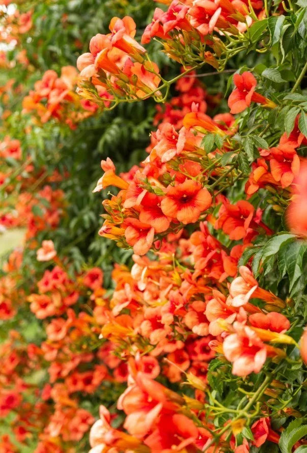 Orange Trumpet Vine Bareroot Plant - Bright Orange Clusters - Campsis radicans - Attracts Hummingbirds and Butterflies