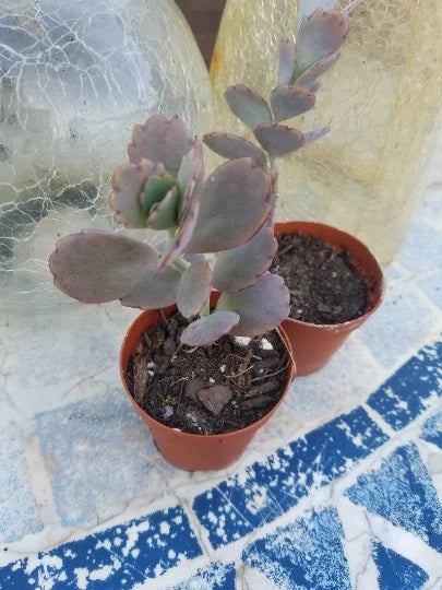 Kalanchoe Variegata Plant 2" Pot Lavender Scallops Bryophyllum Fedtschenkoi Succulent Indoor Garden Decor
