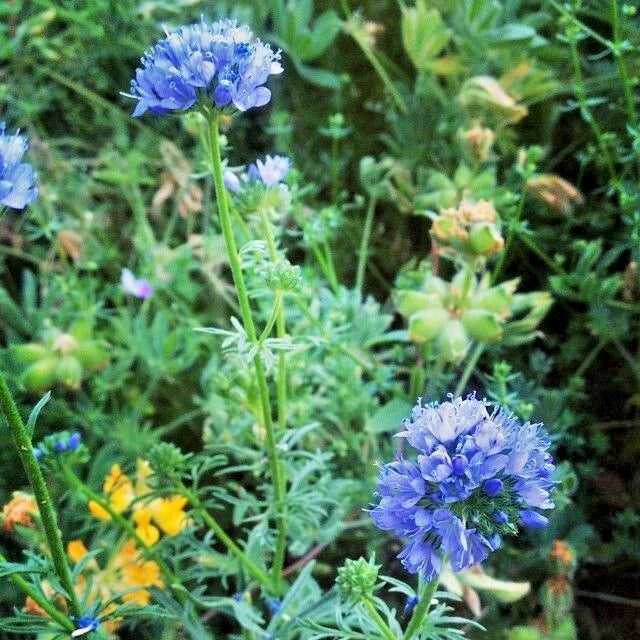 GLOBE GILIA THIMBLE Flower Seeds - 400+ Drought Tolerant Native Southwest Wildflower (Gilia capitata)