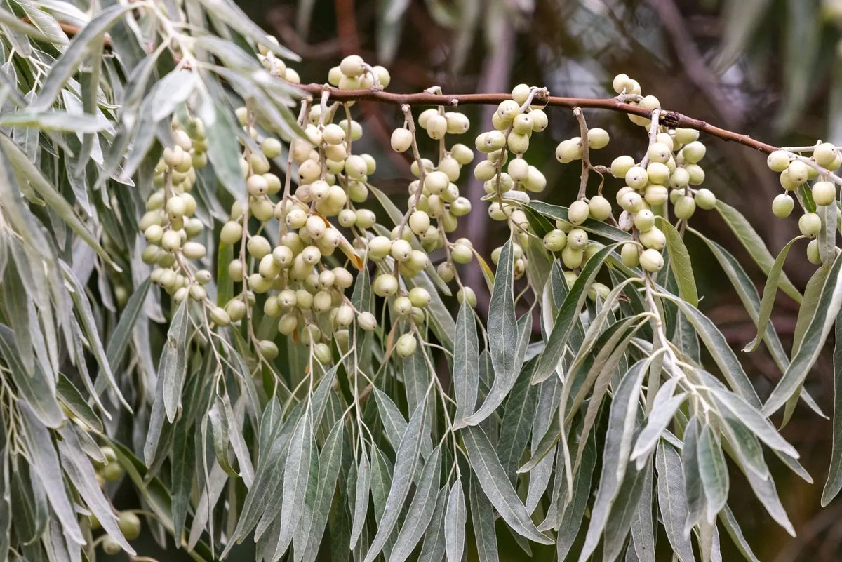 American Silverberry Bush Seeds - 5 Rare Elaeagnus commutata Seeds for Planting - Hardy Drought-Tolerant Shrub Seeds