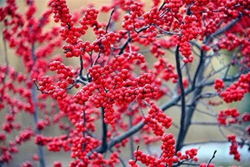 Winterberry Bush Seeds - 50 Pack - Ilex verticillata - Deciduous Shrub with Red Berries - Ideal for Winter Planting