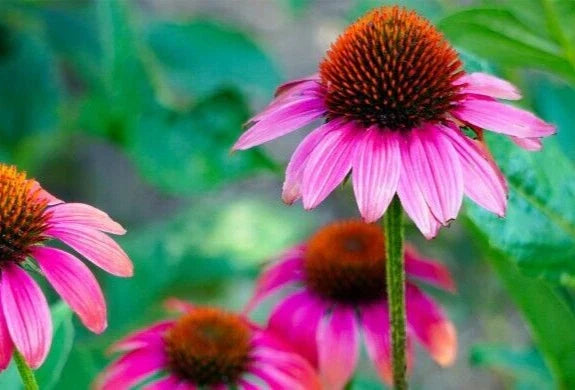 Echinacea Purpurea Seeds - 100 Pack of Medicinal Coneflower Seeds, Purple Flowers, Perennial Garden Plants