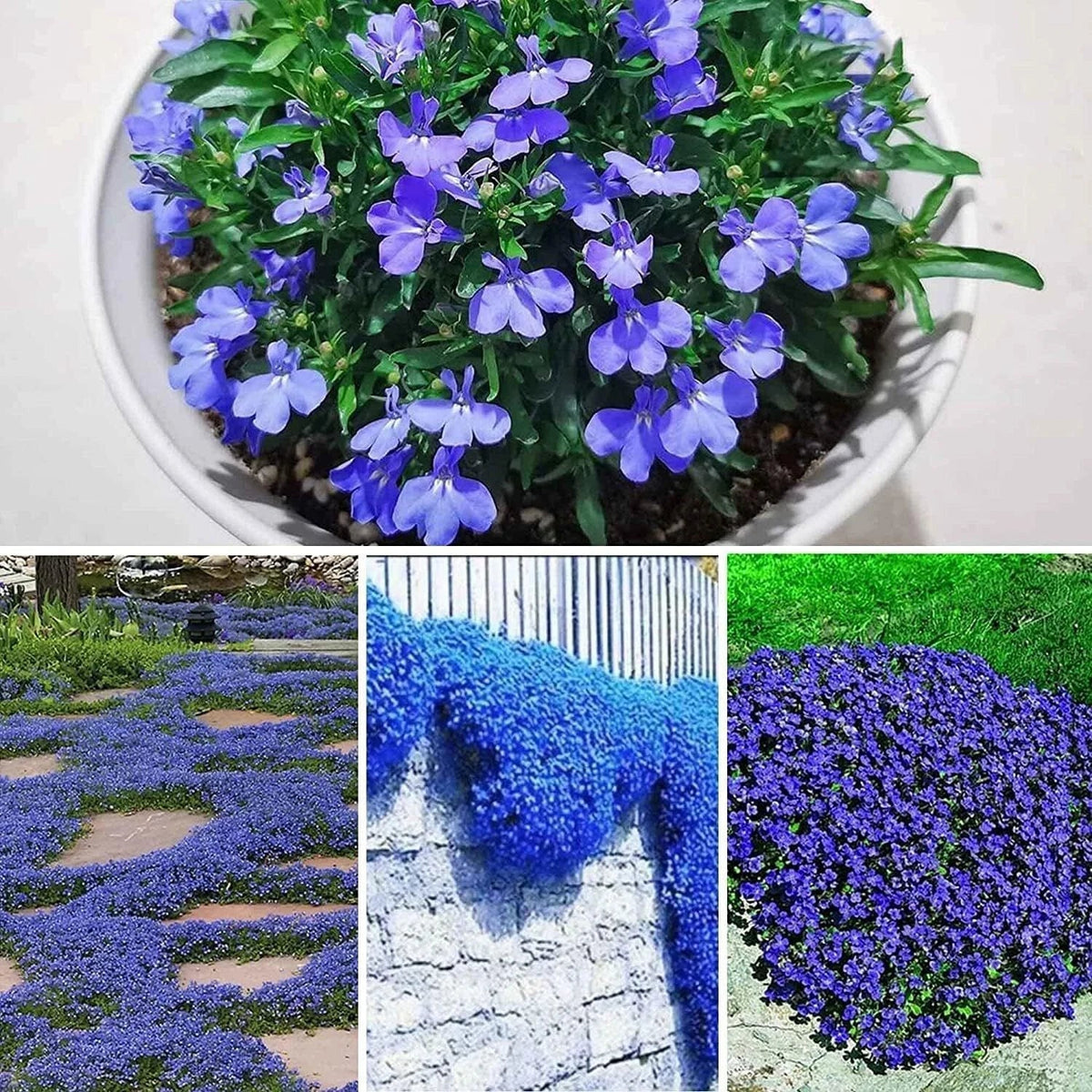 Creeping Thyme Seeds - 250+ Seeds - Blue Ground Cover - Thymus serpyllum - Drought-Resistant, Fragrant Garden Plant