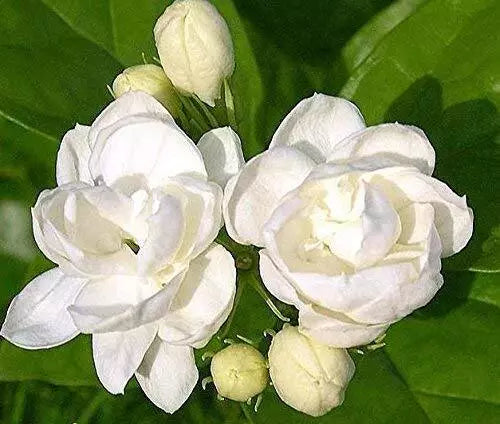 Jasmine Plant Seeds - 25 Count - Fragrant White Flowers - Jasminum spp. - Indoor/Outdoor Gardening Herb Seeds