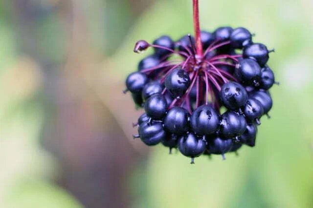 Siberian Ginseng Seeds - 10 Pack - Eleutherococcus senticosus - Healthy Root for Herbal Gardening - Shipped from Iowa