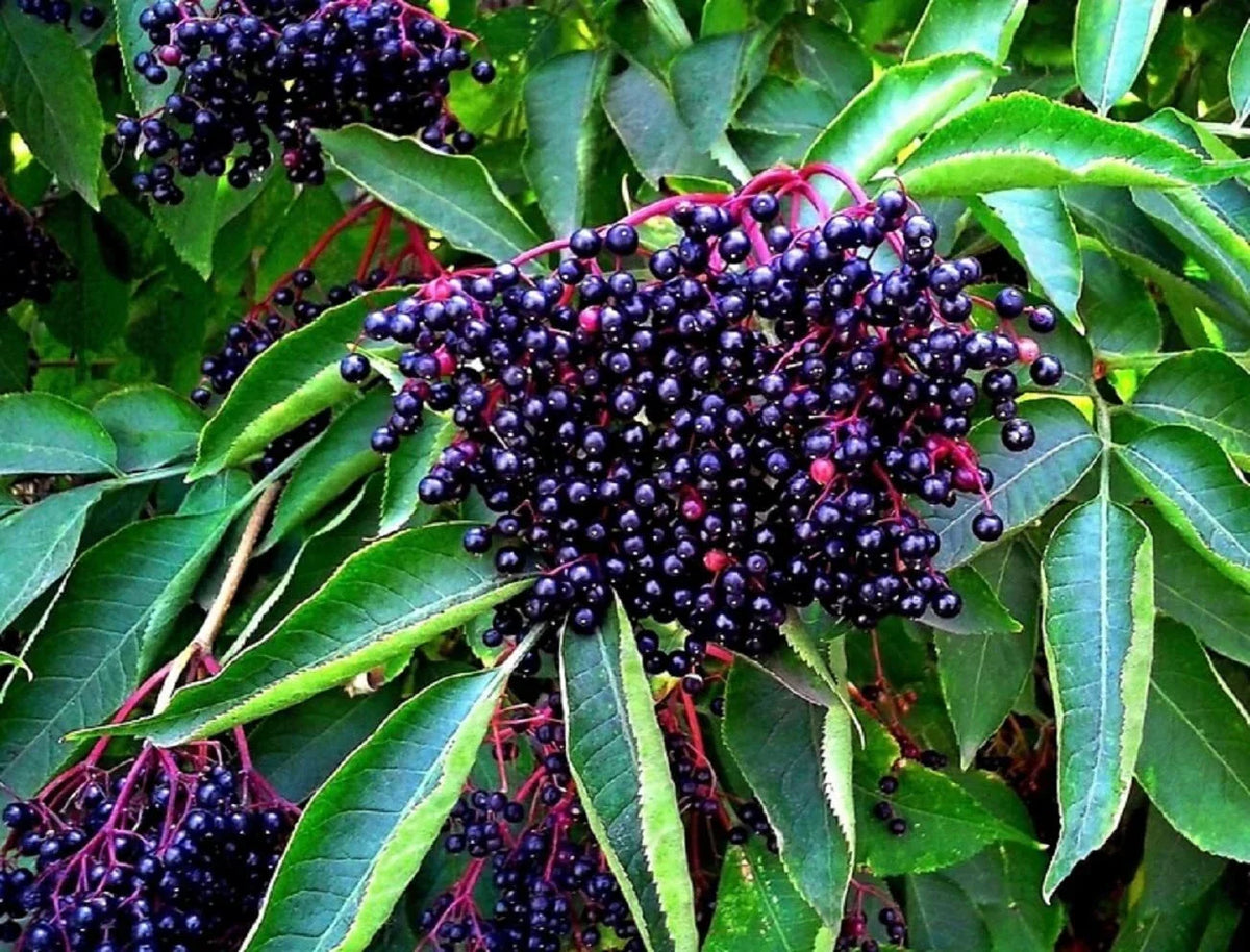 American Elderberry Seeds - 250 Non-GMO Seeds - Sambucus Canadensis - Organic Garden Starter for Wildlife and Jams