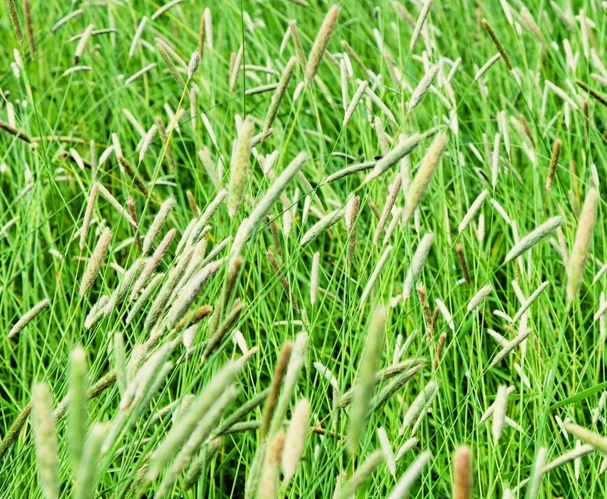Climax Timothy Grass Seeds | Cover Crop Seeds for Hay & Wildlife | Phleum pratense | High Nutritional Value