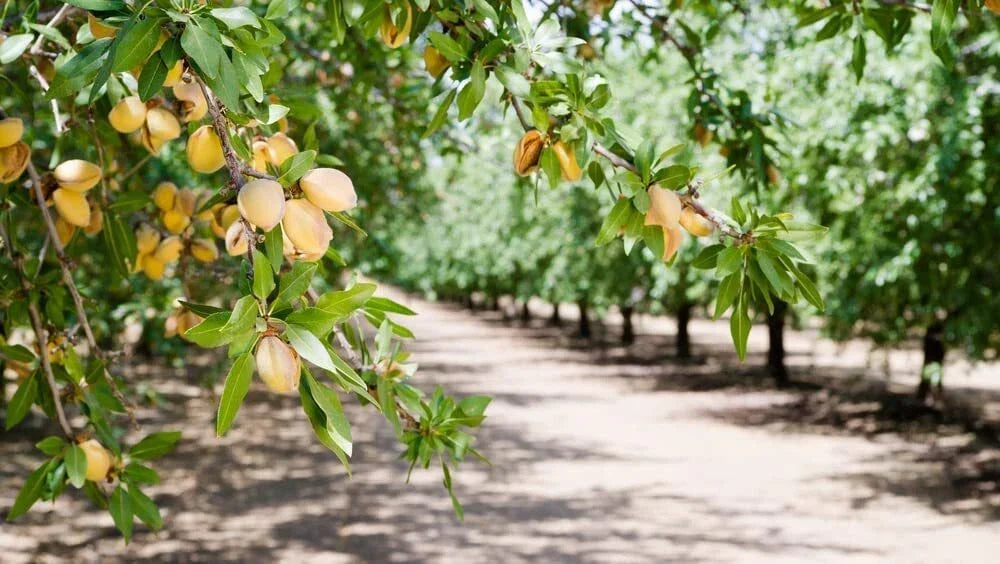 Almond Tree Seeds - 10 Organic Seeds - Prunus dulcis - Grow Delicious Almonds at Home
