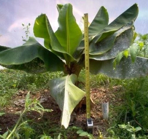 Dwarf Cavendish Banana Tree - Small Rooted Starter Plant in Pot - Musa acuminata 'Dwarf Cavendish' - Tropical Indoor/Outdoor Foliage