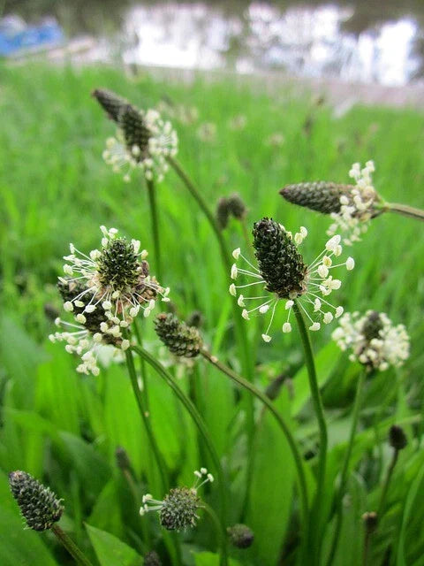 Narrow Leaf Plantain Seeds - 500+ Plantago Lanceolata Seeds for Gardening & Medicinal Use, Non-GMO, Easy to Grow
