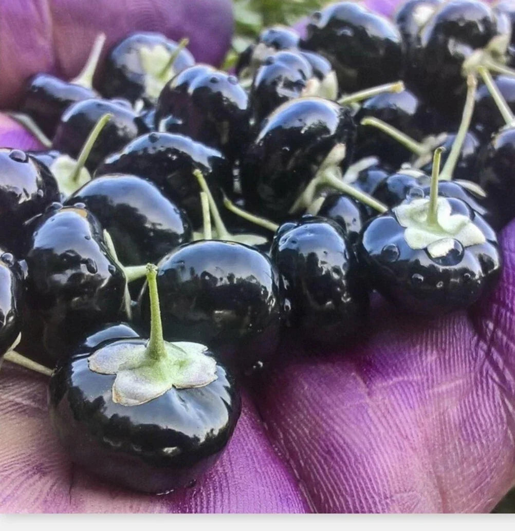 Black Goji Berry Seeds - 10 Organic Himalayan Wolfberry Seeds (Lycium ruthenicum) for Planting and Gardening