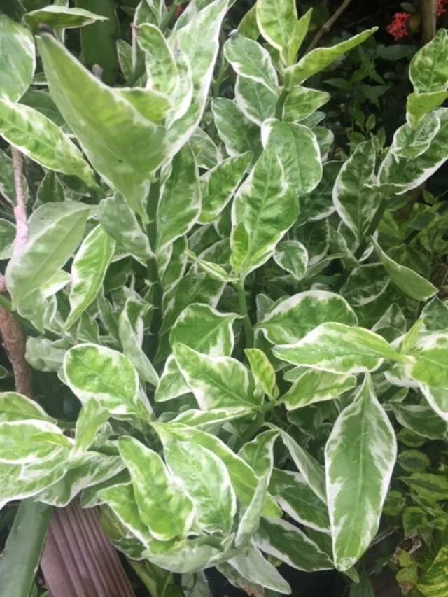 Devil's Backbone Cuttings - 9 Cuttings + 1 Rooted Cutting - Variegated Euphorbia tithymaloides - Easy Care Succulent Plant
