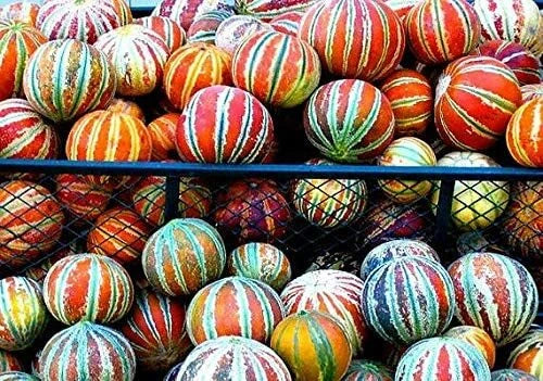 Tiger Melon Seeds - 30 Pack Rare Exotic Fruit - Citrullus lanatus - Sweet Juicy Flavor for Home Garden and Edible Landscaping