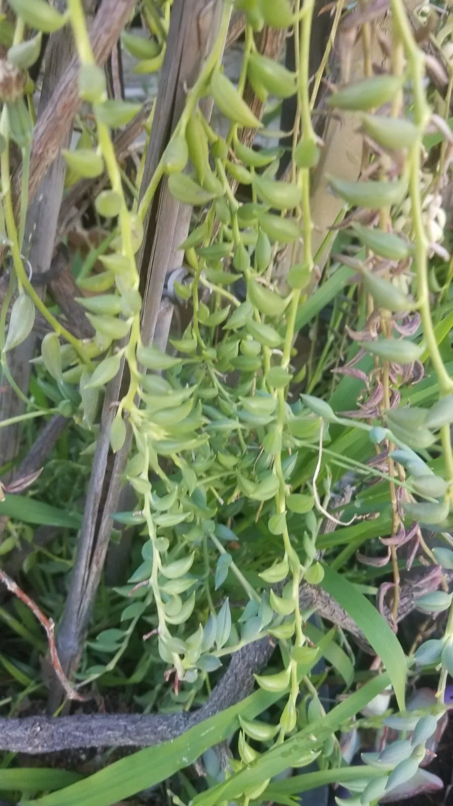 String of Bananas Cuttings 5 Pack - Senecio radicans - Easy Care Succulent for Indoor Gardens and Home Decor