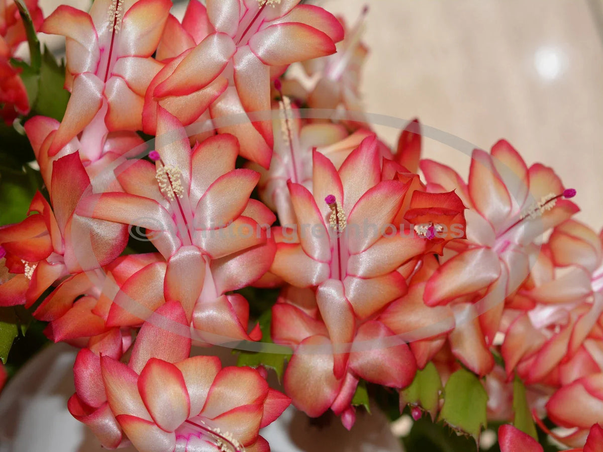 Thanksgiving/Christmas Cactus Cuttings - Rootless Schlumbergera "Samba Brazil" - Vibrant Indoor Plant Propagation Materials