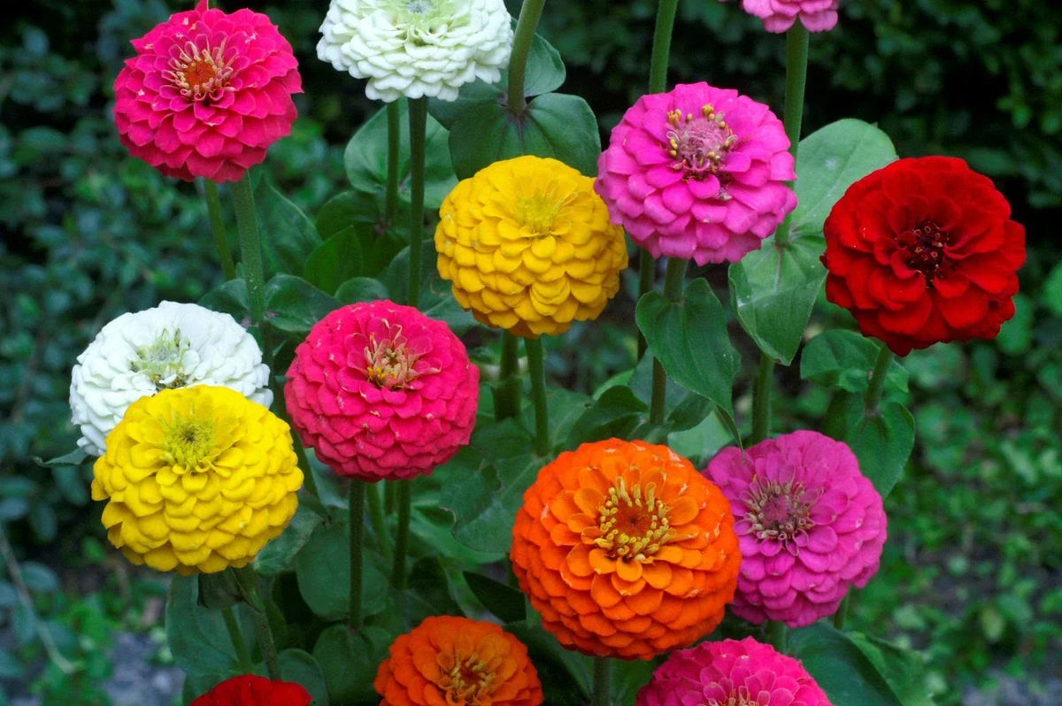 Lilliput Zinnia Seeds Mix, NON-GMO, Colorful Miniature Blooms, Zinnia elegans - Garden Flower Seeds for Borders & Containers