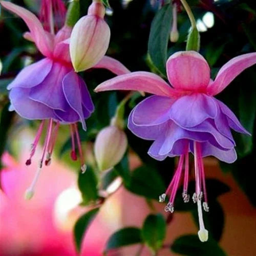 Fuchsia Seeds 50pcs Bag - Vibrant Potted Flowers Fuchsia magellanica - Non-GMO, Easy to Grow for Garden & Bonsai