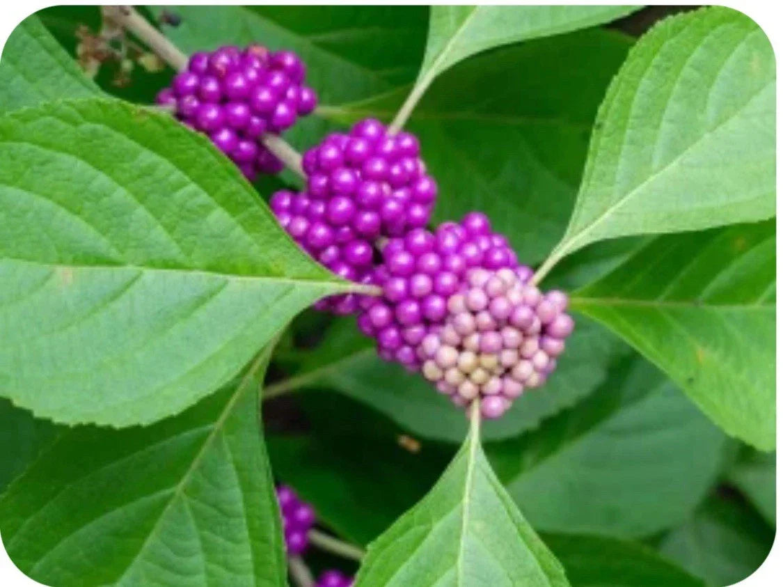 10 Live Organic Beauty Berry Bush Clippings - Wild Grown Non-GMO Callicarpa americana - Easy to Propagate Native Plants