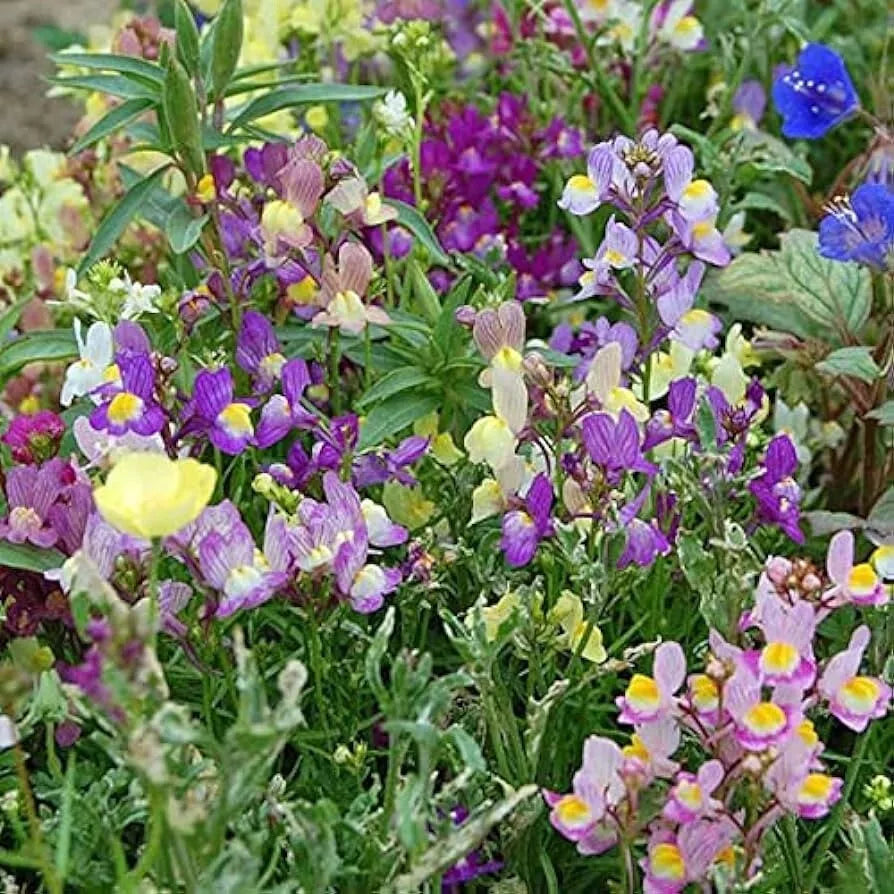 Snapdragon Seeds - 2000+ Dwarf Linaria Maroccana - Vibrant Flower Seeds for Garden Planting - Non-GMO, USA