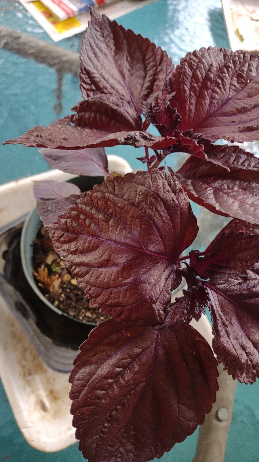 Bare Root Perilla frutescens Shiro 3-Pack - Red/Purple Shiso Live Plants for Garden Color and Texture