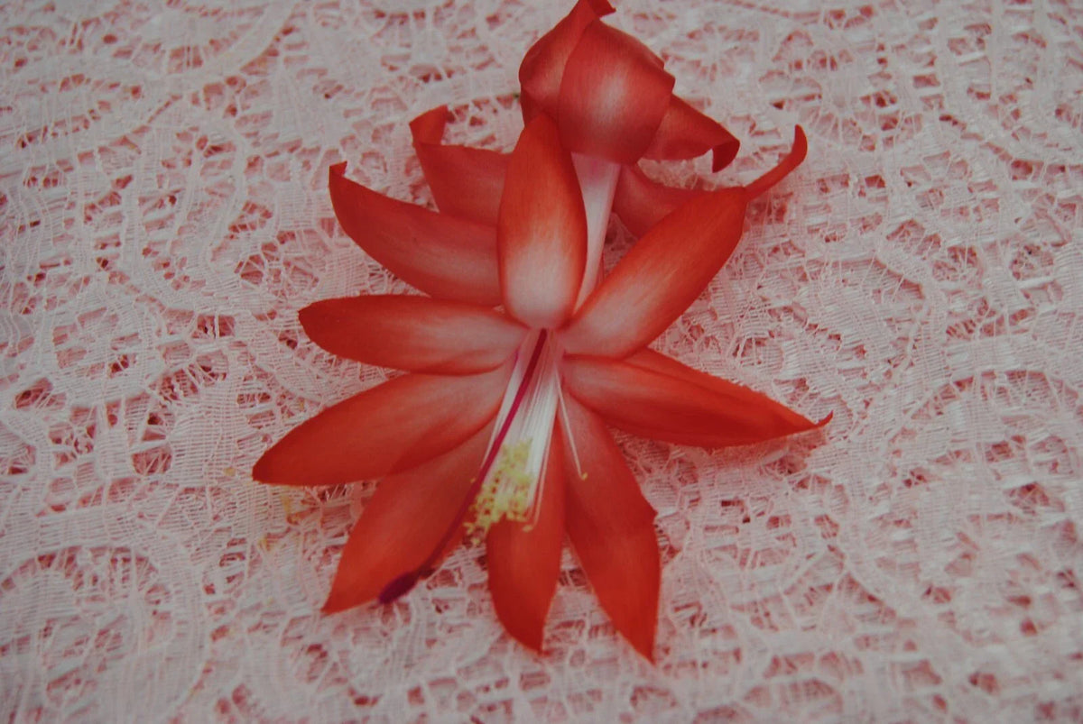 Christmas Cactus Starter Plant - Small Bristol Joy - Schlumbergera Truncata - Healthy Indoor Houseplant for Holiday Decor
