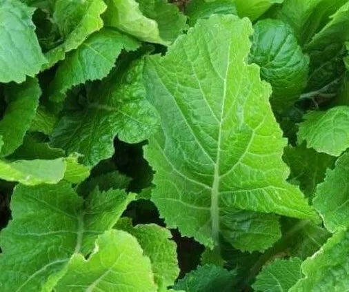 Mustard Seeds 500+ Florida Broadleaf Brassica juncea Leafy Greens for Vegetable Garden