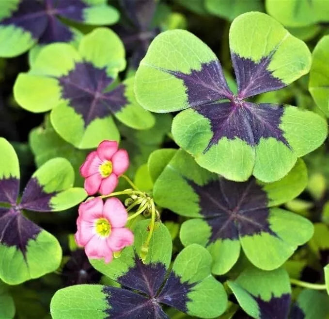 Iron Cross Shamrock Bulbs for Planting - Fast Growing Purple Green Foliage - Oxalis triangularis - Low Maintenance Garden Bulbs