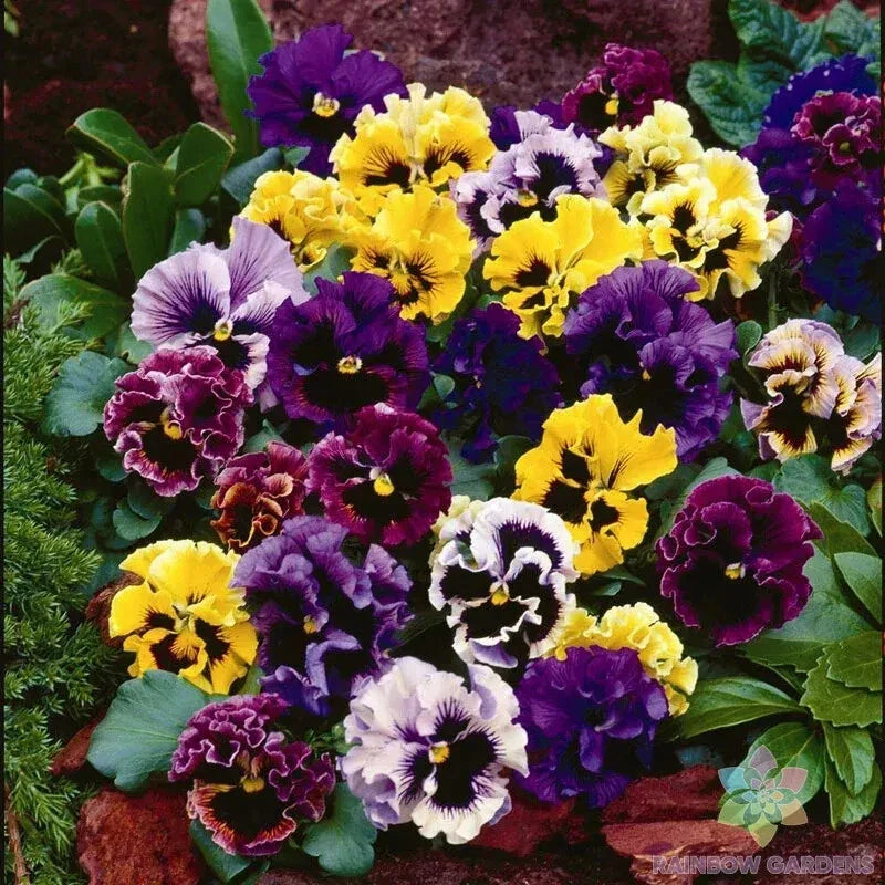 Rococo Mix Pansy Seeds - 200+ Count - Vibrant Ruffled Blooms - Viola x wittrockiana - USA Grown for Garden Planting