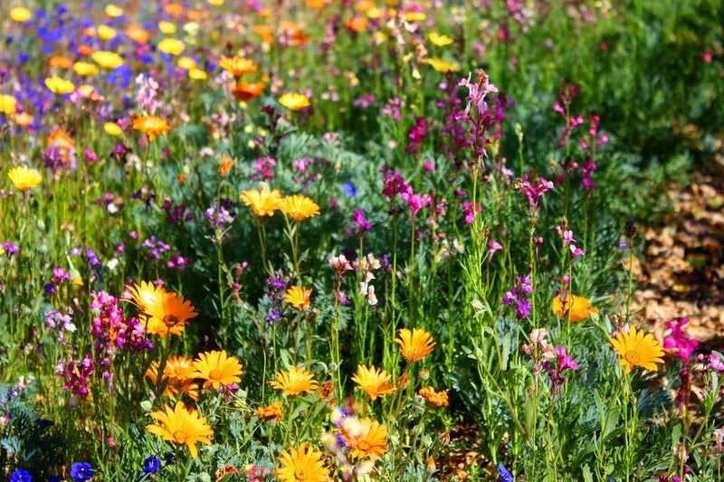 Wildflower Mix Seeds 1 oz - North American Wildflower Blend - Non-GMO, Diverse Native Species - Various Species