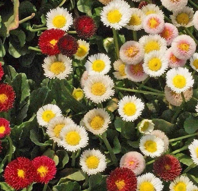 English Daisy Seed Mix 500 Seeds | Bellis perennis | Wildflower Groundcover for Gardens | Low Maintenance, Pollinator Friendly