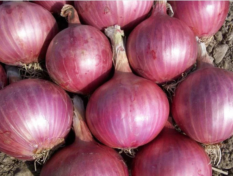 Red Burgundy Onion Seeds - 200+ Heirloom Non-GMO - Allium cepa - Sweet Flavor for Vegetable Garden