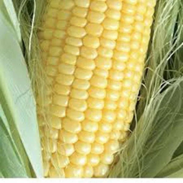 Golden Bantam Sweet Corn Seeds, Heirloom Non-GMO, 50+ Seeds, Zea mays - Sweet, Golden Kernels for Home Gardens