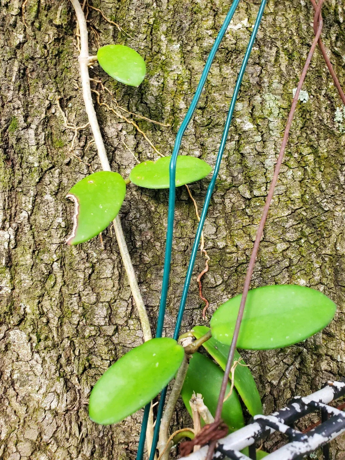 Hoya Diversifolia ssp Crassipes Cutting - Two Node - Tropical Houseplant for Propagation - Hoya diversifolia