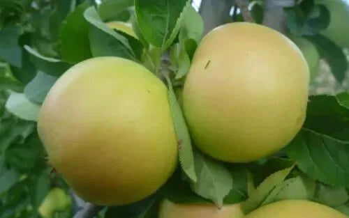 Apple Seeds for Planting - 25+ Organic Non-GMO Seeds - Malus domestica - USA Grown - Ideal for Home Gardens