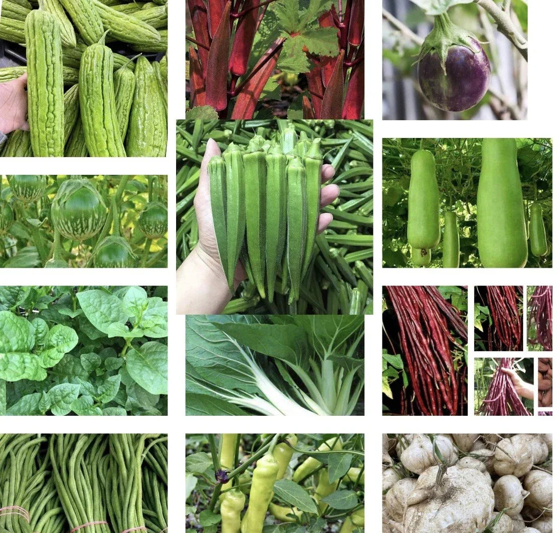 Asian Vegetable Seeds Set of 20 - Heirloom Non-GMO Organic Gardening Supplies - Various (Bok Choy, Daikon Radish)