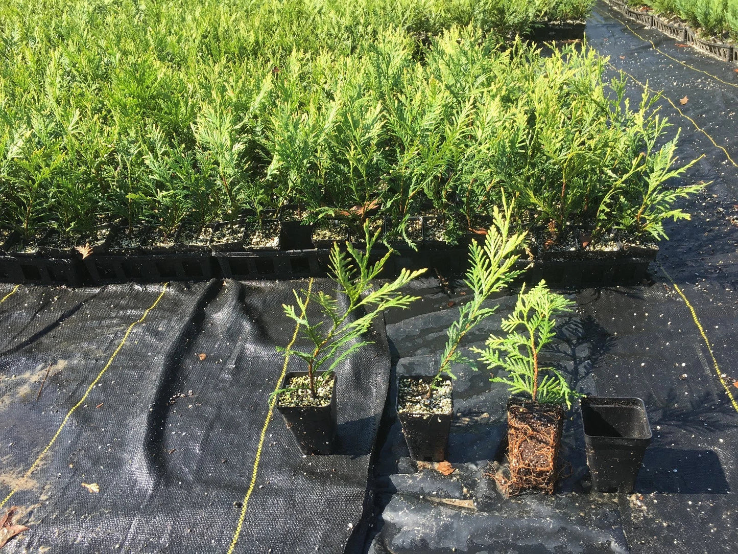 Green Giant Thuja Trees 10"-14" Box of 50 - Thuja standishii x plicata - Fast-Growing Evergreen for Privacy Screens