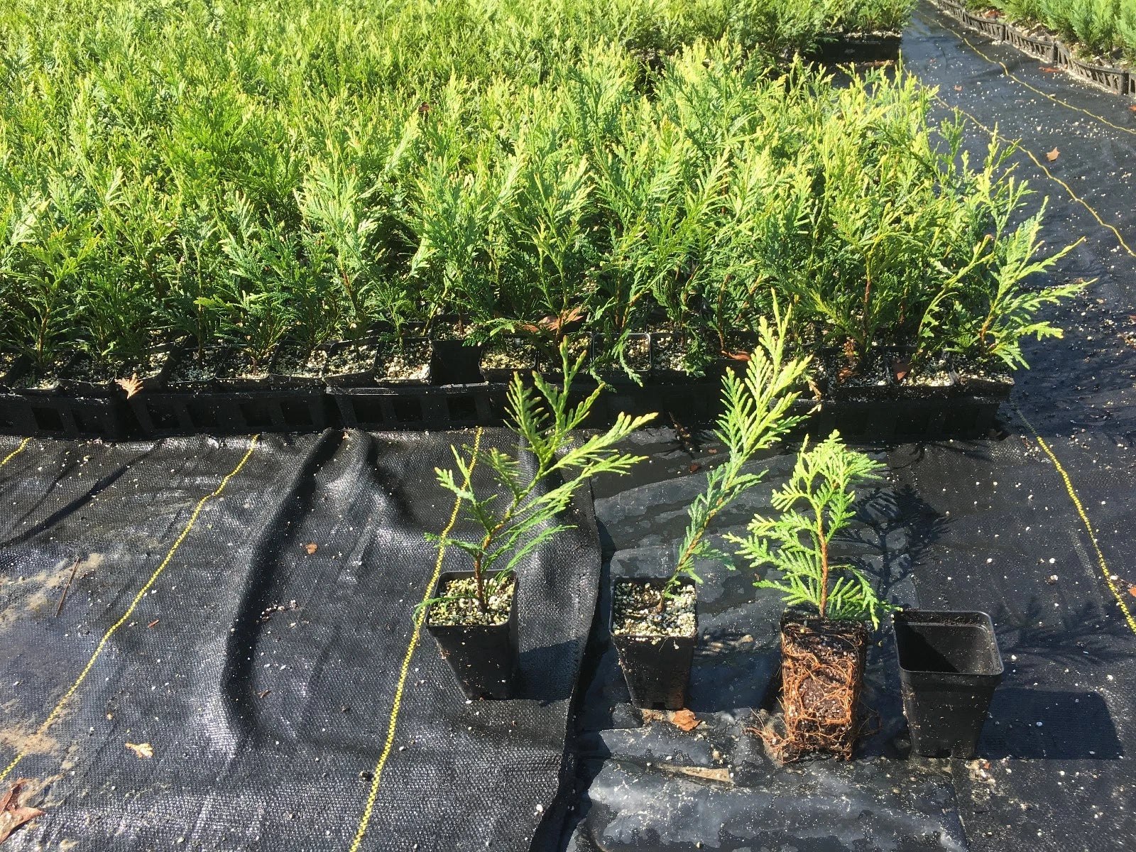 Green Giant Thuja Trees 10"-14" Box of 50 - Thuja standishii x plicata - Fast-Growing Evergreen for Privacy Screens
