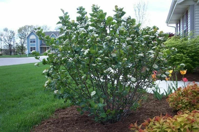 Black Chokeberry Shrub Bare Root 16+ Inches Aronia melanocarpa 1-2 Years Old - Low Maintenance, Wildlife Friendly