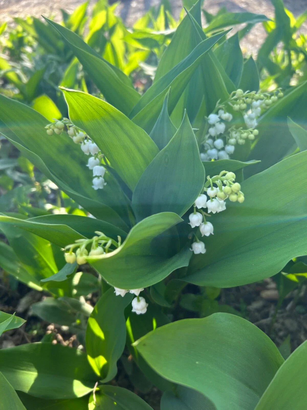 Lilly of the Valley Bare Root Perennial Flowering Plant - 10 Pack - Convallaria majalis - White Bell-Shaped Flowers