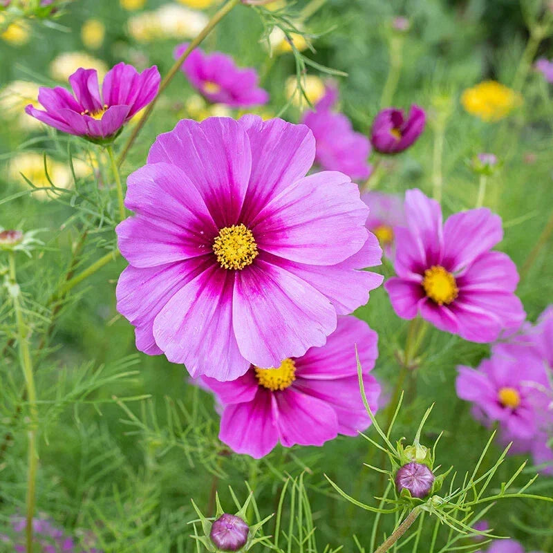Radiance Cosmos Seeds - 200+ Pack - Colorful Annual Flower Seeds for Garden - Cosmos bipinnatus
