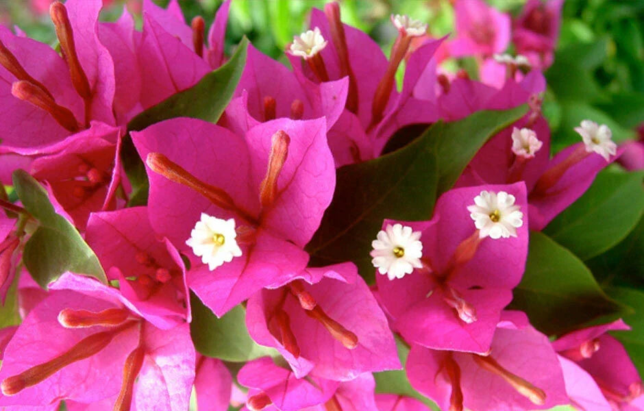 Bougainvillea Plug Plant - Pixie Pink - Bare Root Starter - Bougainvillea glabra 'Pixie Pink' - Drought-Tolerant Garden Plant