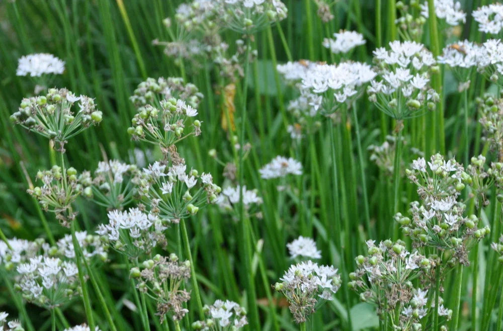 Garlic Chives Seeds - 100+ Heirloom Culinary Herb - Allium tuberosum - Non-GMO for Cooking and Gardening
