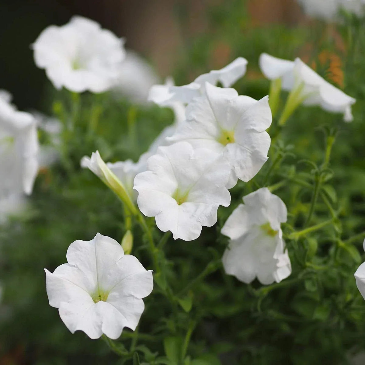 White Mexican Petunia Plants - 10 pcs Rooted in Pot - Ruellia brittoniana - Elegant White Flowering Garden Plants