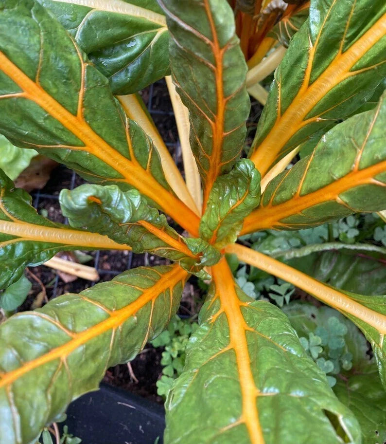 Orange Fantasia Swiss Chard Seeds 100 Ct Heirloom NON-GMO (Beta vulgaris subsp. cicla) - Vibrant Orange Stems, Easy to Grow
