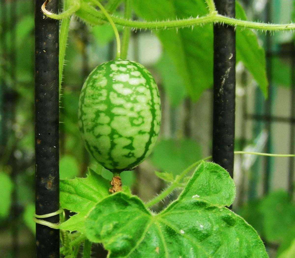 Mouse Melon Seeds - 20+ Organic Mexican Sour Gherkin Cucumber - Melothria scabra - Ideal for Container Gardening
