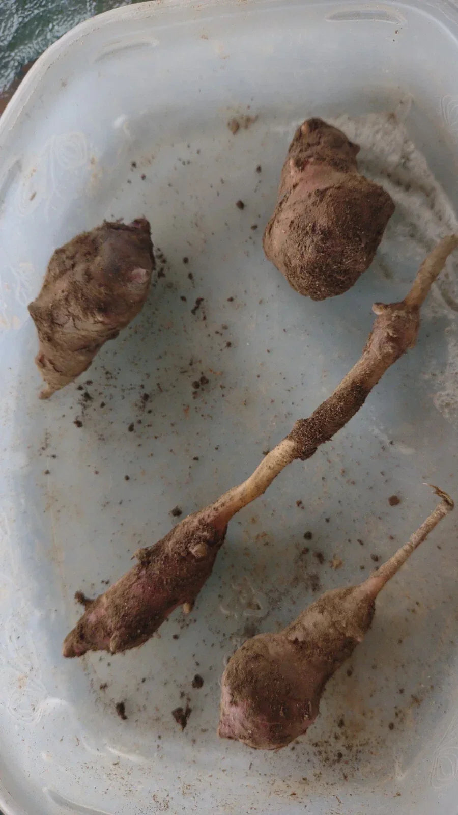 Jerusalem Artichoke Tubers - Medium/Large Red Organic - Helianthus tuberosus - Non-GMO for Planting